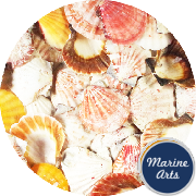 8939C - Sea Washed - Queenie Scallop